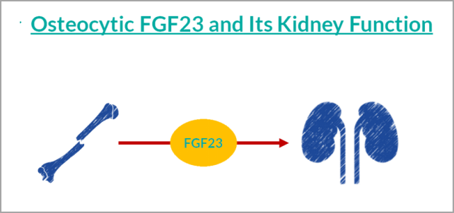 重大突破！研發(fā)FGF23項(xiàng)目，精準(zhǔn)診斷CKD及CKD-MBD
